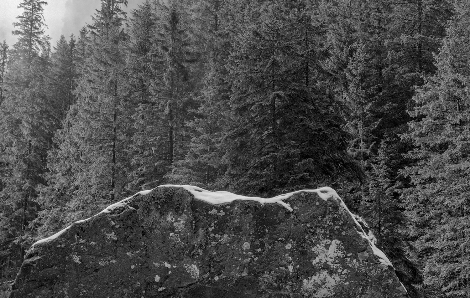 Intencja Czysta – Rafał Swosiński